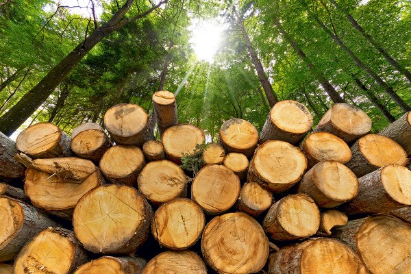 Industria forestal pide rigurosidad procesal tras fallo de la Corte Suprema que anuló condena por robo de madera en Biobío