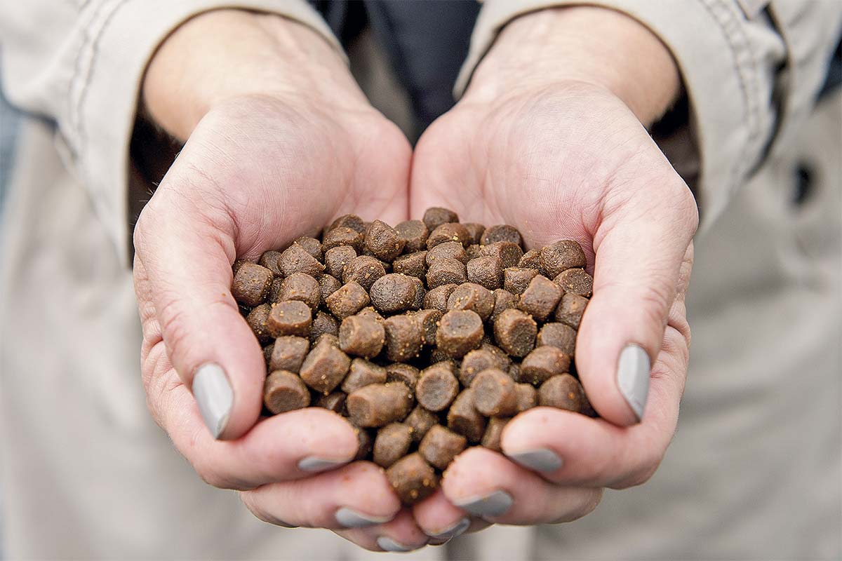 La dieta de los peces está compuesta en 70% por ingredientes vegetales, dijeron desde SalmonChile.