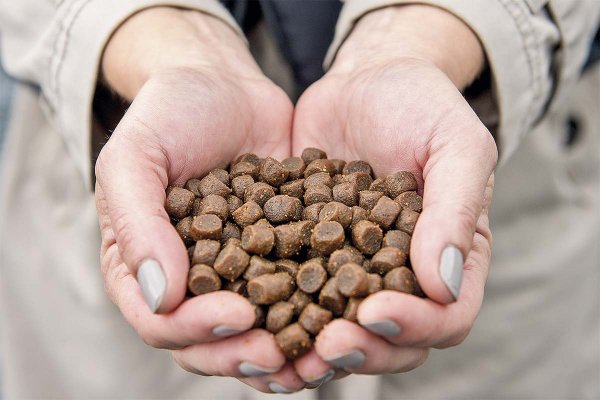 Proyectan que agricultores podrían sumar 190 mil hectáreas a la producción de alimentos para salmones