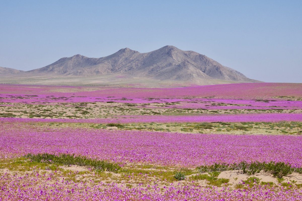 SMA endurece exigencias a proyectos solares y eólicos en Antofagasta, Atacama y Coquimbo para evitar impactos sobre el desierto florido