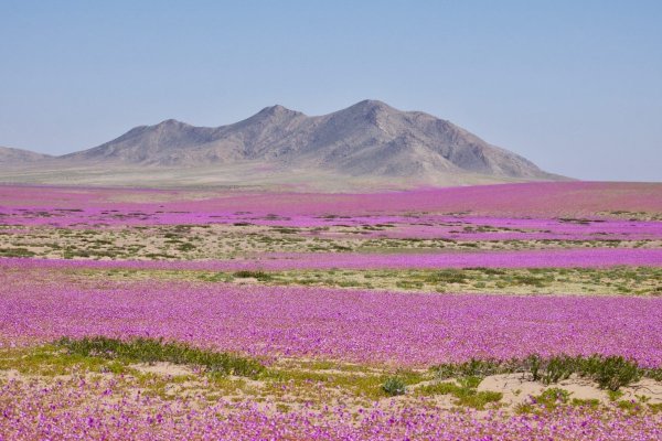 SMA endurece exigencias para proyectos solares y eólicos en Antofagasta, Atacama y Coquimbo para evitar impactos sobre el desierto florido