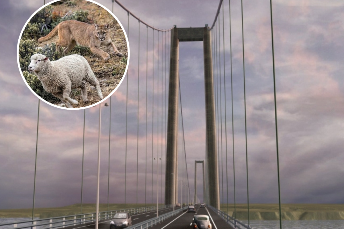 Chiloé en alerta por posible llegada de pumas a la isla: Puente Chacao abrirá una vía terrestre inédita para el desplazamiento de fauna silvestre