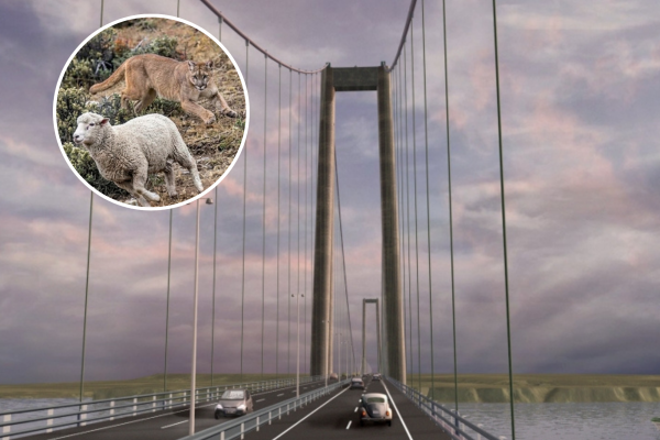 Chiloé en alerta por posible llegada de pumas a la isla: Puente Chacao abrirá una vía terrestre inédita para el desplazamiento de fauna silvestre