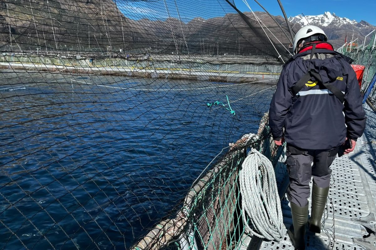 Multi X pierde 918 toneladas de salmones por bloom de algas e industria eleva la alerta por fenómeno del El Niño