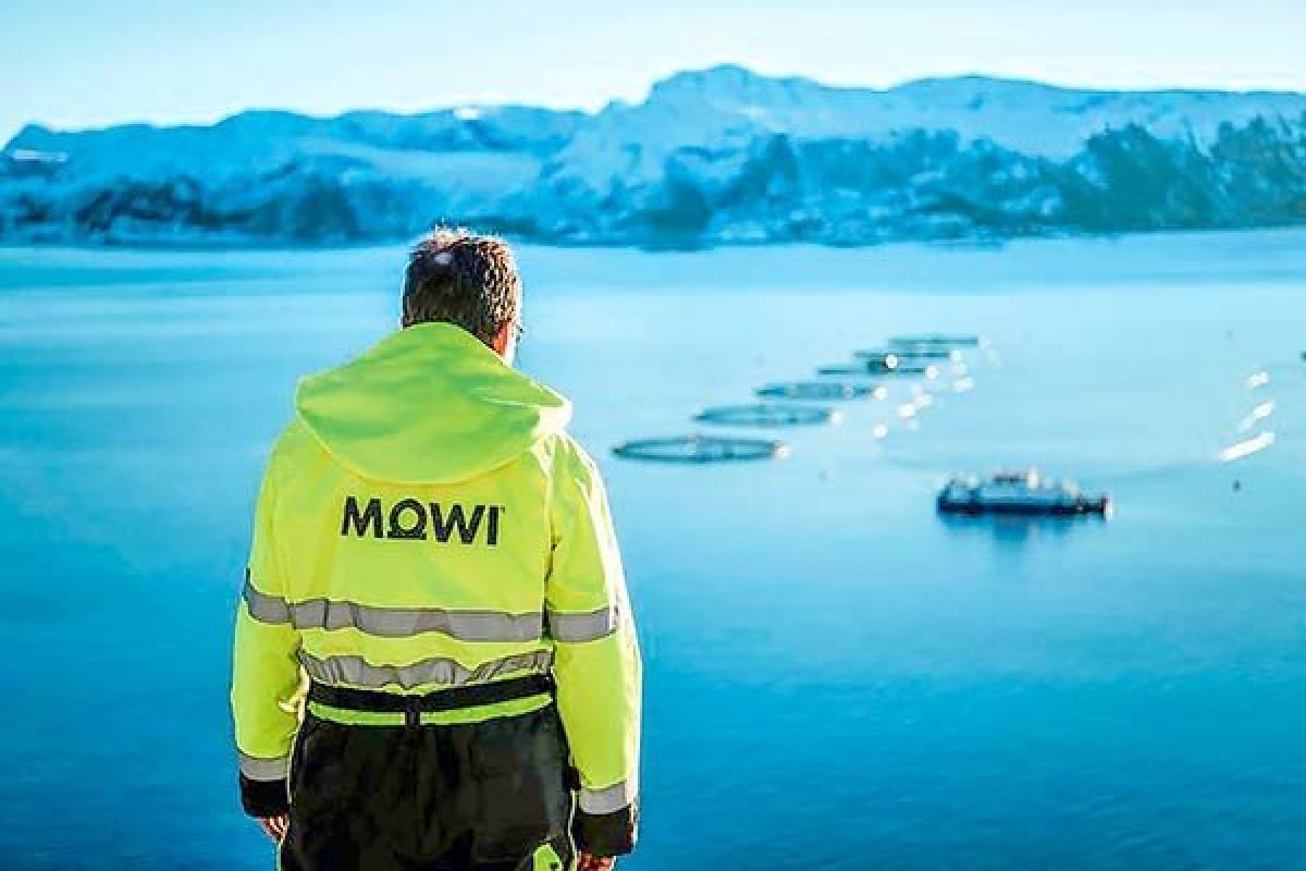 La salmonera noruega Mowi alcanza récord histórico de producción trimestral a nivel mundial y aumenta sus cosechas en Chile