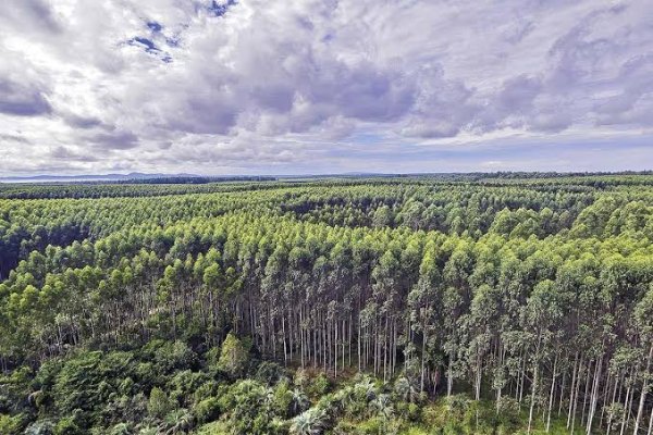 Corredora de Bci: venta de bosques de CMPC es una vía para reducir eventual aumento de capital para financiar Natureza