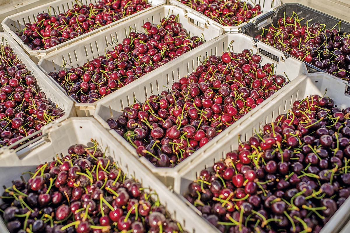 HGT Inland se prepara para una temporada de cerezas desafiante con cuatro nuevas grúas portacontenedores en Valparaíso y un segundo depósito en Placilla