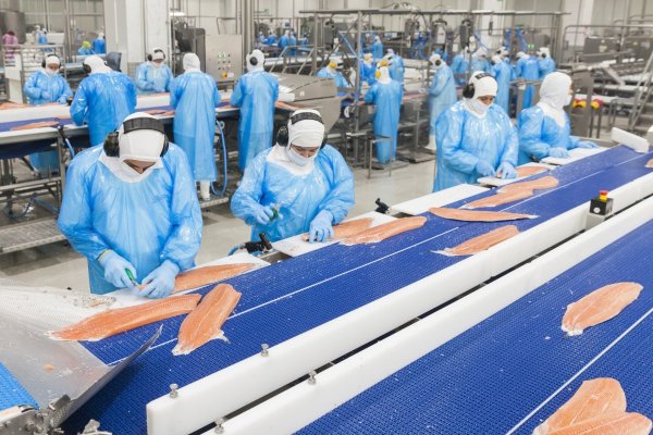 Salmones Camanchaca pone en marcha quinta línea de procesamiento en Biobío y eleva 54% su dotación