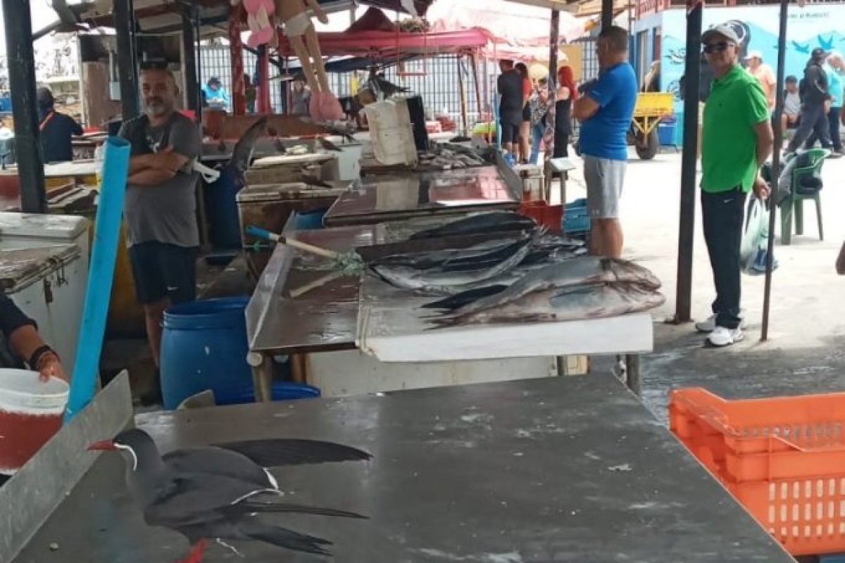 Pesca artesanal de Arica enfrenta su peor crisis en décadas: gremio advierte desplome de ingresos y falta de apoyo estatal