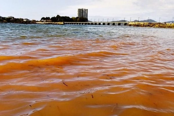 Gobierno declara emergencia preventiva por riesgo de marea roja en 15 regiones para anticipar eventuales impactos en pesca y acuicultura