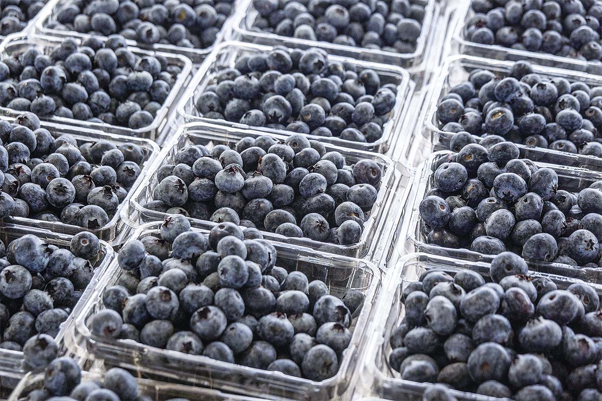 Blueberry Day: parte nueva temporada de exportaciones de arándanos y hasta ahora la industria ve impacto moderado de El Niño