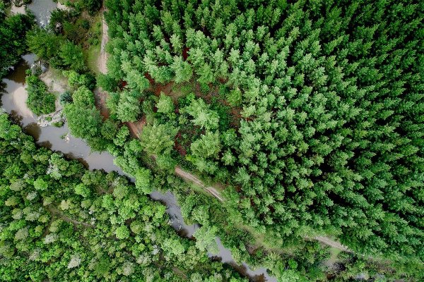 Independencia AGF administrará el fondo de JPMorgan que compró bosques de CMPC, con AFP británica entre aportantes