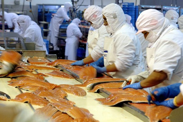La estrategia de los salmoneros para doblarle la mano a los aranceles en EEUU